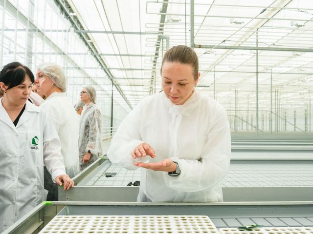 Как астраханская теплица поставляет помидоры на всю страну