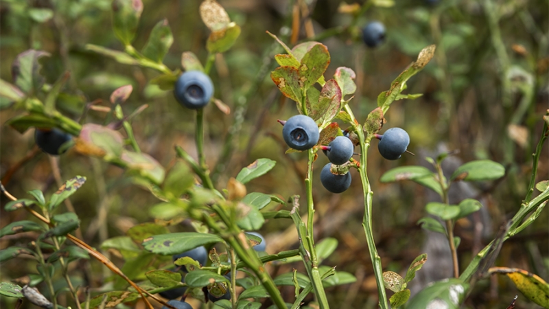 Эксперт по питанию рассказал о помогающих при стрессе продуктах