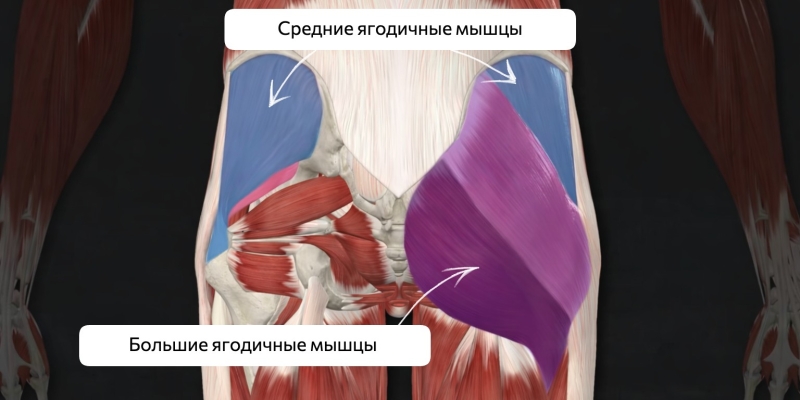 15 лучших упражнений для ягодиц в тренажёрном зале и дома