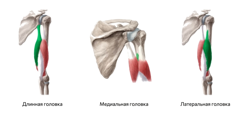 14 лучших упражнений на трицепс для зала и дома
