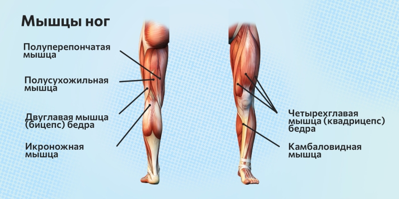 20 лучших упражнений на ноги для зала и дома