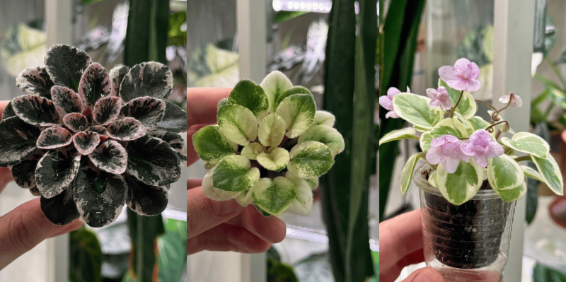 Живу в Сибири, а дома тропики: почему я стал выращивать комнатные растения и теперь всем советую