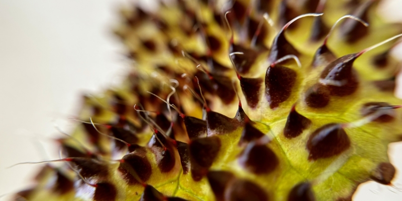 Живу в Сибири, а дома тропики: почему я стал выращивать комнатные растения и теперь всем советую