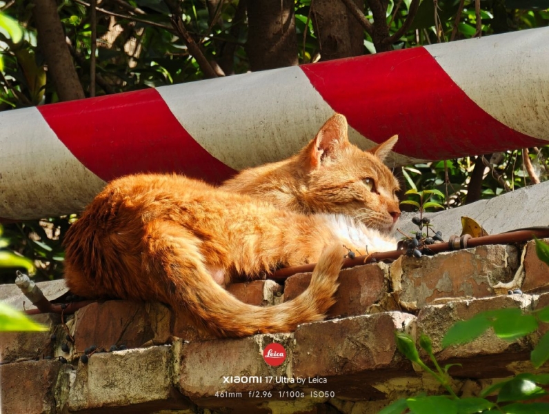 Битва камерофонов: инсайдер сравнил фотовозможности Xiaomi 17 Ultra, Oppo Find X9 Ultra и Vivo X300&nbsp;Ultra