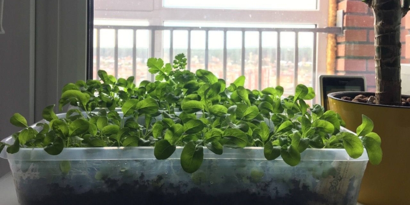 Живу в Сибири, а дома тропики: почему я стал выращивать комнатные растения и теперь всем советую