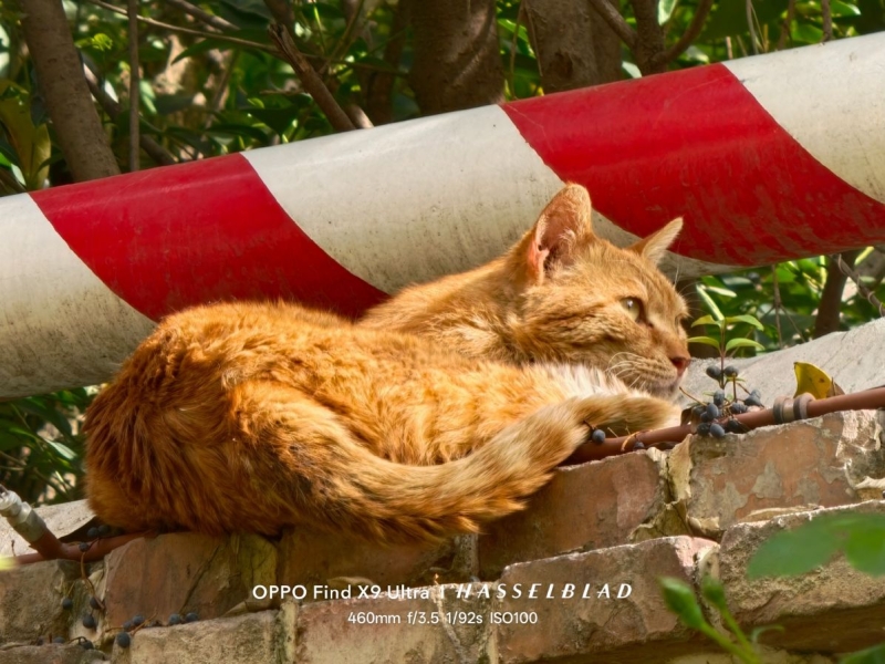 Битва камерофонов: инсайдер сравнил фотовозможности Xiaomi 17 Ultra, Oppo Find X9 Ultra и Vivo X300&nbsp;Ultra