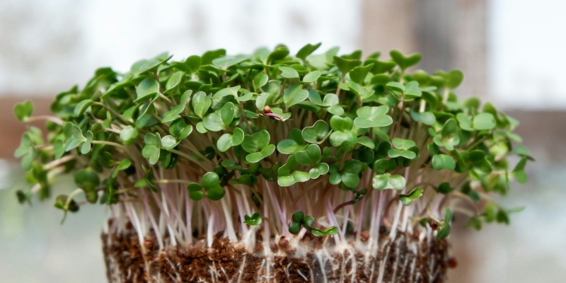 Ножи и носки: в Сети рассказали о недорогих вещах, которые делают жизнь заметно приятнее