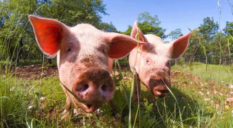 ЗОЖ: правда и ложь